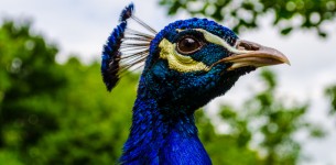 There is Beautiful & Then There is my Gorgeous Friend Mr Peacock
